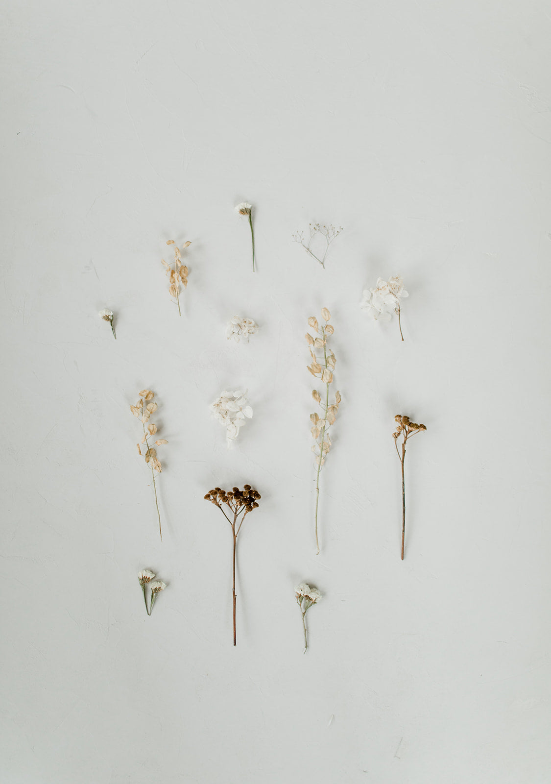 dried flowers flat lay
